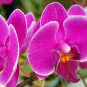 BỬU SƠN KỲ HƯƠNG HUYỀN NGHĨA