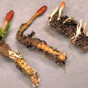 Đông Trùng Hạ Thảo Là Gì?