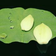 VÔ THƯỜNG QUA CÁI NHÌN PHẬT GIÁO VÀ THIỀN QUÁN