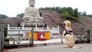 【我叫元小旦】汪星人在佛前“苦苦求了幾千年”，只為尋找心中的答案！