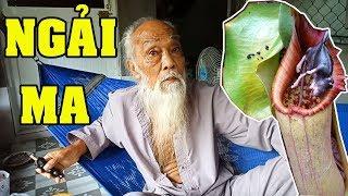 Ông Tư Đền kể chuyện : Cây ngải ăn thịt "ngải ma" của  dân tộc Lào