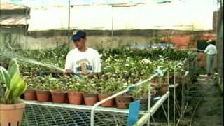 Hướng Dẫn trồng Hoa Lan