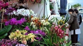 Phước Lộc Thọ Bolsa bán Bông Tết Âm-Lịch Feb. 01- 2015