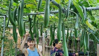 Giàn mướp khủng trăm trái của Thanh Nguyen, chia sẻ cách trồng được nhiều trái 🇨🇦677》 Vườn Rau Việt
