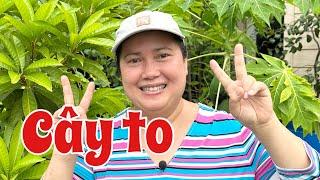 Những bí mật trồng cây ăn trái trong chậu được to khỏe trái nhiều 