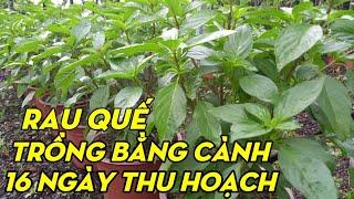 Trồng Rau Quế Bằng Cách Giâm Cành Sống 100% | Phan Đức #101