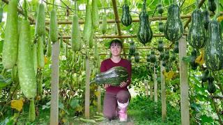 Harvest A Lot of Gourds, Pumpkins In The Farm - Use Trucks To Transport Goes To Village Market Sell