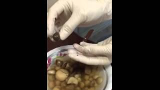 Nấm giả, sản phẩm "made in Thailand"