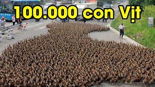 TQ thêm họa phải dùng vịt để diệt 400 tỷ con châu chấu tấn công