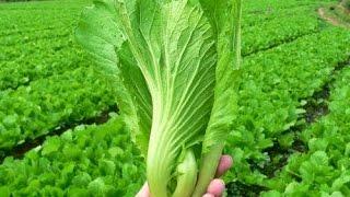 Tác Dụng Của Rau Cải Xanh Và Các Bài Thuốc Trị Bệnh Từ Rau Cải Xanh