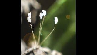 Truyền thuyết về Hoa Ưu Đàm, Cơ duyên vạn cổ !