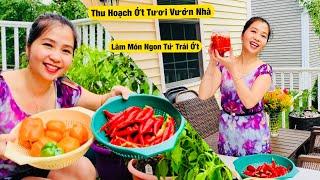Thu Hoạch Ớt Tuơi Vườn Nhà - Làm Món Ngon Từ Trái Ớt | Năng Trần Cuộc Sống Mỹ
