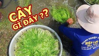 ĐẶC SẢN QUÝ HIẾM ở Miền Tây mùa nước nổi |Du lịch Việt Nam