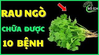 Tin Vui: 10 Lợi Ích Của Rau Ngò Ri Chữa Được 10 Căn Bệnh Thường Gặp Nhất- kênh sức khoẻ bổ ích