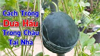 Cách trồng dưa hấu trong chậu tại nhà