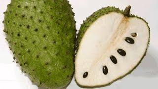 CÂY THUỐC QÚY: MẪNG CẦU XIÊM