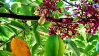 Quê  Hương  Là  Chùm  Khế  Ngọt  ..!