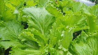 RAU CẢI XANH Cách trồng bằng phương pháp hữu cơ đơn giản /cây khỏe /thu hoạch nhiều lần