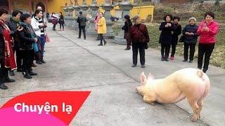 Chuyện lạ có thật – Lợn quỳ gối trước cổng chùa cầu cứu
