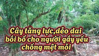 Cây sâm của người nghèo,bồi bổ,tăng lực,trị mất ngủ,đau xương khớp