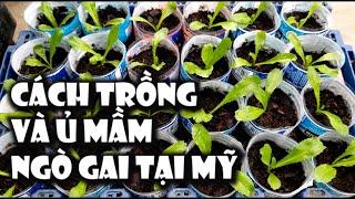 Cách trồng và ủ mầm ngò gai tại mỹ