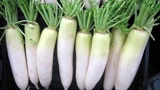 Có củ cải trắng, bạn không phải tốn 1 xu cho bệnh viện