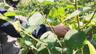 Hái Rau rừng mọc tự nhiên trên núi và chế biến cực ngon