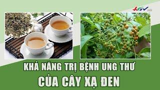 Khả năng trị bệnh ung thư của cây xạ đen | Truyền hình Hậu Giang