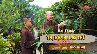 CHỮA UNG THƯ BẰNG LÁ ĐU ĐỦ VÀ SẢ || CHÙA PHÁP TẠNG #02