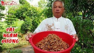 Ông 5 Châu Đốc Bật Mí Cách Làm Cải Ngâm Đường Truyền Thống Của Gia Đình | NKGĐ