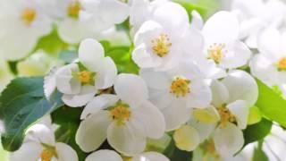 MANTRA OM-AH-HUM-SOHA  -  PURIFICACION