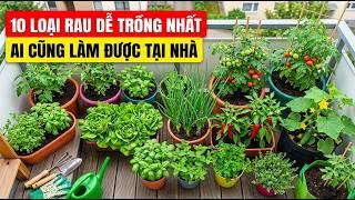 Hướng Dẫn 10 Loại Rau Dễ Trồng Nhất Tại Nhà Cho Người Mới Bắt Đầu 2026