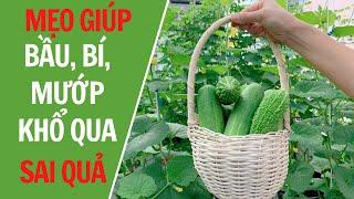 Mẹo giúp cây bầu, bí, mướp, khổ qua sai quả || Hướng dẫn kỹ thuật giúp đậu hoa, đậu quả nhiều