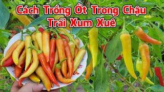 Cách trồng ớt trong chậu có trái xum xuê