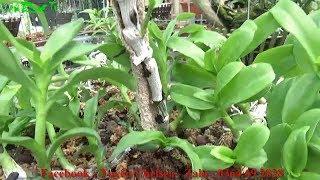 Lan Rừng Tv - Chia Sẻ Cách Kích Kie Trên Thân Đạt Hiệu Quả 90%