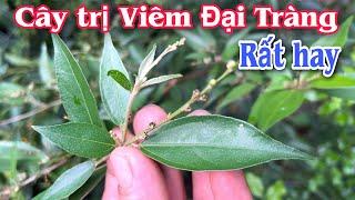 Cây trị Viêm Đại tràng, viêm đường ruột rất hay. @PHAN HẢI Channel