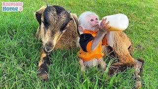 Bibi monkey riding goat looking for food in the meadow
