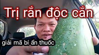 Trị rắn độc cắn rất hay