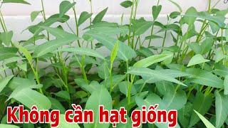 Phát hiện cách trồng Rau Muống không cần hạt giống không cần đất kết quả rất tuyệt vời .