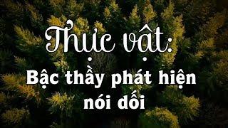Thực vật: bậc thầy phát hiện nói dối và khả năng kinh ngạc - Tinh Hoa TV