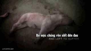 Chúng ta có còn ăn thịt sau khi xem đoạn video này?