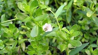 công dụng của rau đắng