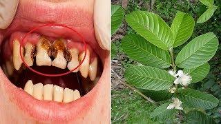 Chỉ 3 Phút Ngậm Thứ Lá Này Sâu Răng Hôi Miệng Tự Hết 10 Năm Không Lo Tái Phát