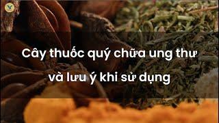Một số loại cây thuốc quý chữa bệnh ung thư và lưu ý khi sử dụng để đạt hiệu quả cao