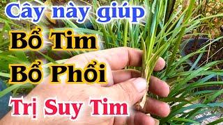 Cây này giúp BỔ TIM, BỔ PHỔI, trị suy Tim . PHAN HẢI Channel