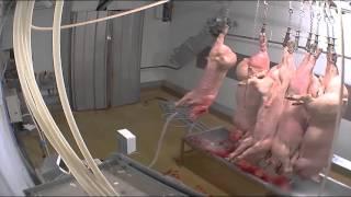 Abattoir made in France - cochons (Alès)