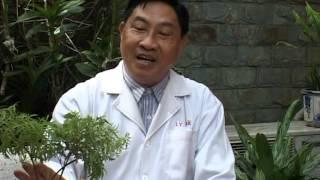 Thuốc nam: Cây đinh lăng