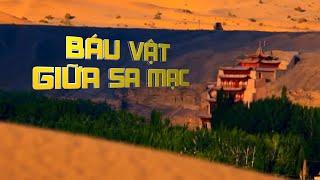 Hang Mạc Cao: báu vật giữa sa mạc và huyền cơ ẩn giấu - Tinh Hoa TV