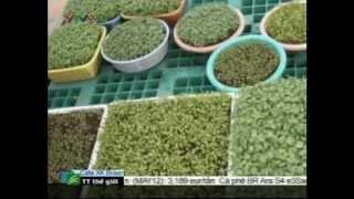 Cách trồng rau mầm tại nhà