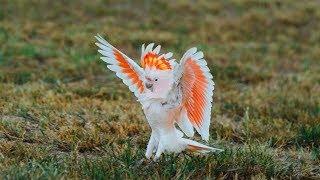 Không ngờ trên đời này lại có loài chim vừa đẹp vừa thông minh đến vậy